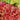 Coral Bells - Paprika