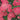 Yarrow - Paprika