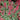 Coral Bells - Paris