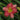 Daylily - Passionate Returns