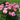 Peony - Paula Fay