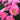 Peony - Paula Fay