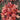 Coral Bells - Peach Flambe
