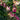 Honeysuckle - Peaches and Cream