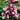 Beardtongue - Dakota Burgundy