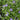 Vinca - Periwinkle