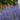 Russian Sage - Denim 'n Lace