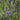 Lavender - Phenomenal
