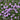 Phlox - Eye Shadow