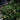 Spruce - Norway Pusch