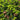 Spruce - Norway Pusch