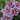 Clematis - Piilu