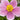 Japanese Anemone - Pink Saucer