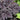 Snakeroot - Pink Spike