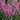 Speedwell - Pink Candles