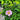 Japanese Anemone - Pink Saucer
