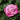 Rose - Plum Lavender