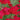 Yarrow - Pomegranate