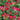 Yarrow - Pomegranate