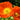 Iceland Poppy - Champagne Bubbles Orange