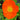 Iceland Poppy - Champagne Bubbles Orange