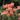 Oriental Poppy - Princess Victoria Louise