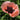 Oriental Poppy - Princess Victoria Louise