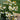 Coneflower - PowWow White