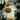 Coneflower - PowWow White
