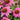 Coneflower - PowWow Wild Berry