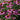Coneflower - PowWow Wild Berry
