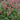 Geum - Prairie Smoke