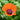 Oriental Poppy - Prince of Orange