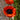 Oriental Poppy - Prince of Orange