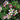 Saxifrage - Purple Robe