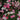 Saxifrage - Purple Robe