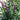 Speedwell - Purplegum Candles