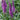 Speedwell - Purpleicious