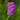 Purple Prairie Clover