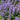 Catmint - Purrsian Blue