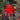 Lobelia - Cardinal Flower Queen Victoria