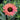 Coneflower - SunSeekers Rainbow