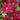 Clematis - Rebecca