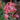 Beardtongue - Red Riding Hood