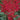 Astilbe - Red Sentinel