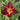 Daylily - Red Volunteer