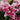 Asiatic Lily - Samantha