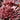 Hens & Chicks - Royal Ruby
