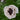 Oriental Poppy - Royal Wedding