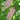 Clethra - Summersweet Ruby Spice